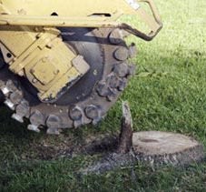 stump grinding austin