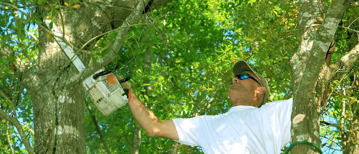 Expert Tree Service Austin Amigos Tree Service Greater Austin,Tx